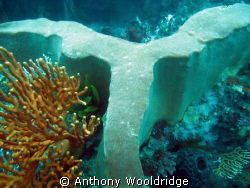 A large sponge  taken at Moonie reef in Port Elizabeth by Anthony Wooldridge 